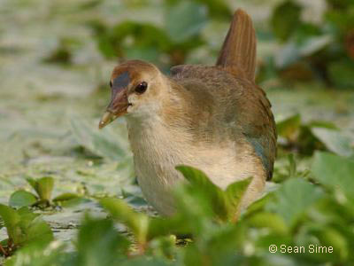 Purple Gallinule, photo by Sean Sime