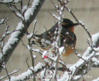 Varied Thrush, photo by Chris & Diane Tessaglia-Hymes