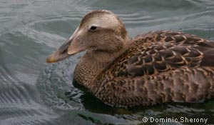 Common Eider, photo by Dominic Sherony