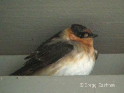 Cave Swallow, photo by Gregg Dashnau