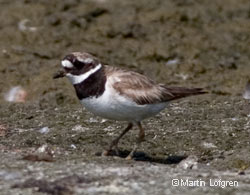 Common Ringed Plover, photo by Martin Lofgren