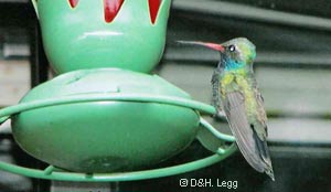 Broad-billed Hummingbird, photo by D. & H. Legg