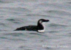 Razorbill, photo by D. Sherony