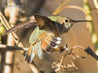 Rufous Hummingbird, photo by S. Walter
