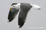 Western Gull, photo by Andy Guthrie