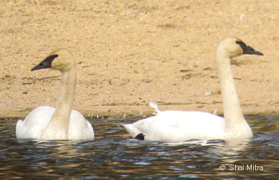 Trumpeter Swan, photo by Shai Mitra