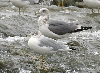 California Gull, photo by Jim Pawlicki