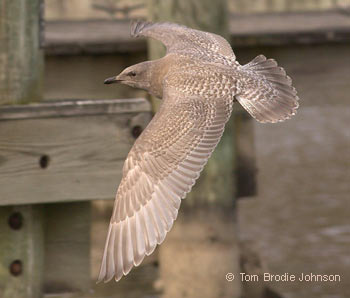 Thayer's Gull, photo by Tom Brodie Johnson