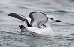 Black Guillemot, photo by Angus Wilson