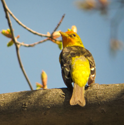 Western Tanager, photo  Willie D'Anna
