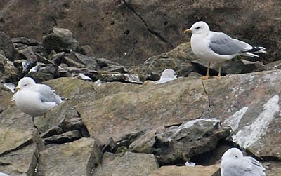Mew Gull, photo by Jim Pawlicki