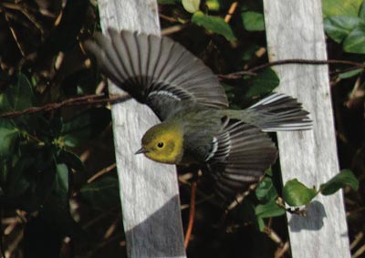 Hermit Warbler, photo by Jason Silverman
