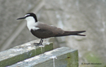 Bridled Tern, photo © Joseph DiCostanzo