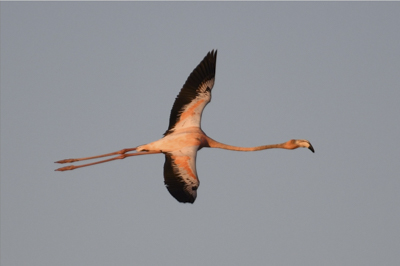 American Flamingo, photo © Tim Healy American Flamingo, photo © Tim Healy