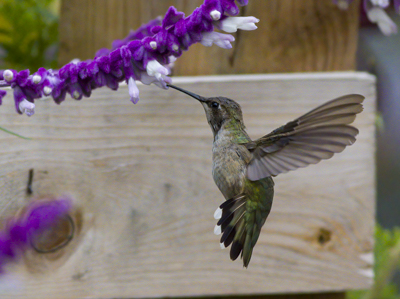 Black-chinned Hummingbird, photo  John Gluth
