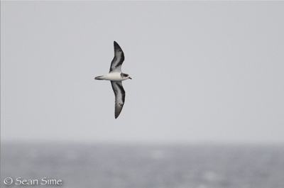 Bermuda Petrel, photo © Sean Sime Bermuda Petrel, photo © Sean Sime