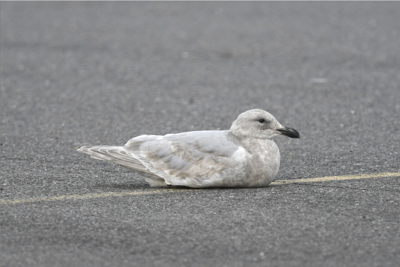 Glaucous-winged Gull</strong>, photo  © Gary Chapin