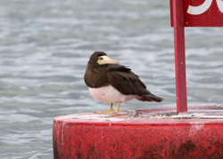 Brown Booby, photo © Gary Chapin
