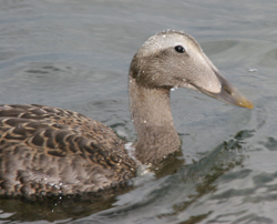 Common Eider, photo © Dominic Sherony