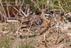 Smiths Longspur photo   Lloyd Spitalnik