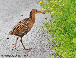 King Rail, photo  Deborah Tracy-Kral