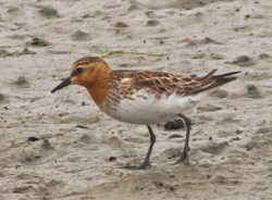 Red-necked Stint, photo  John Gluth