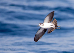 White-faced Storm-Petrel, photo © John Schemilt White-faced Storm-Petrel, photo © John Schemilt