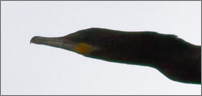 Neotropic Cormorant, photo © Andy Guthrie Neotropic Cormorant, photo © Andy Guthrie