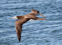 Brown Booby, photo © Dominic Sherony Brown Booby, photo © Dominic Sherony