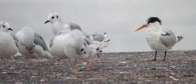 Elegant Tern, photo  Willie D'Anna