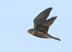 "Black" Merlin, photo  Tom Johnson
