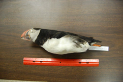 Atlantic Puffin, photo © Jeremy Kirchman