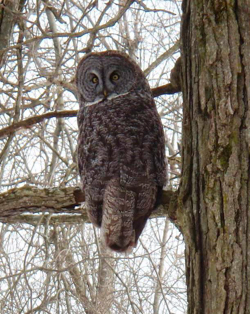 Great Gray Owl, photo © Ed Sykes