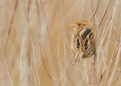LeConte's Sparrow, photo © James Pawlicki