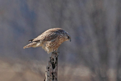 Gyrfalcon, photo © Gordon Ellmers