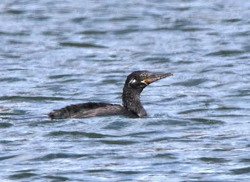 Neotropic Cormorant, photo © James Pawlicki