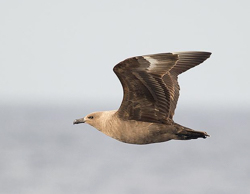 South Polar Skua, photo © Sean Sime
