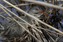 Clapper Rail, photo © Steve M. Chorvas