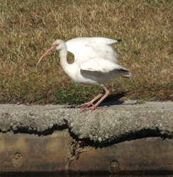 White Ibis, photo © Pamela Langford