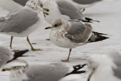 Mew Gull, photo © Shane Blodgett