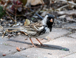 Harris's Sparrow, photo © Cathy Marcotte