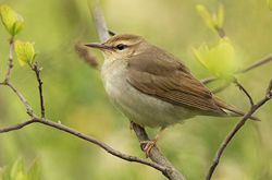 Swainson's Warbler, photo © Deborah Allen