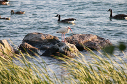 White Ibis, photo © Chris Kundl