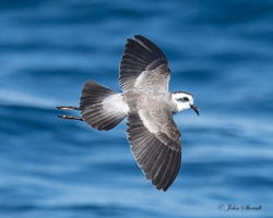 White-faced Storm-Petrel, photo © John Shemilt