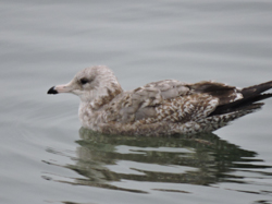 California Gull, photo © Daniel Frazer