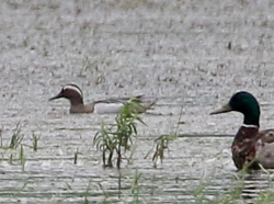 Garganey, photo by Jay McGowan
