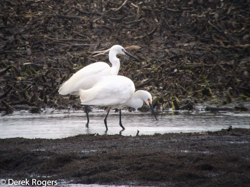 Little Egret, photo by Derek Rogers