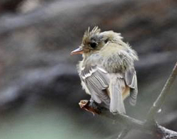 Pacific-slope Flycatcher, photo by Richard Guthrie
